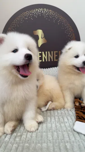Samoyed بيبي