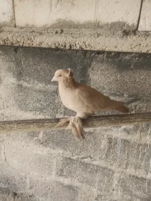 عندي طيور  شلع واحد يعني كلهن