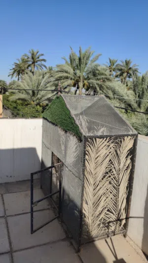 محميه مال بلابل مال تكاثر محميه كلش حلوه ومتعوب عليها ... تواصل بس واتساب