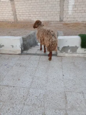 نعجه سن رباعي  عشار جديد