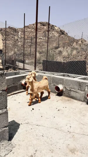 صخال ذبايح او للتربيه من حلال الجواميد الفاخر