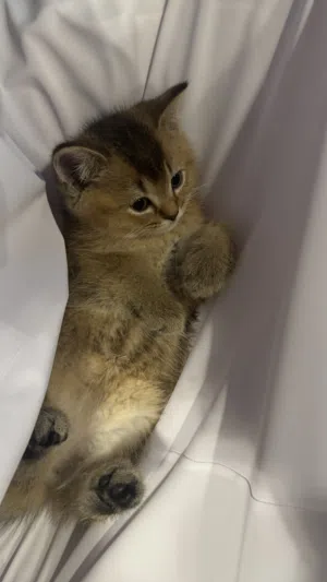 قطه سكوتش ستريت