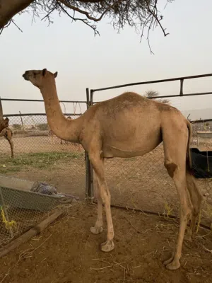 بكرات حجايج مره هذا اخر سعر الموقع بركاء الفليج
