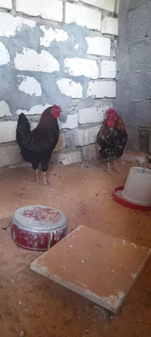 سلام عليكم متوفر لدينا فراريج  مكان في حشان
