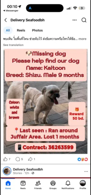 lost dog need back who see this dog  hes male 10 months