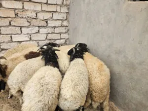 18 كبش للبيع