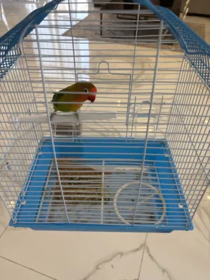 Mango FOR SALE