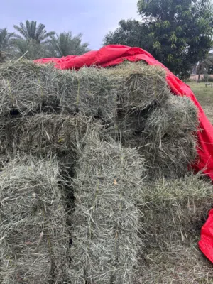 برايد حشيش للبيع