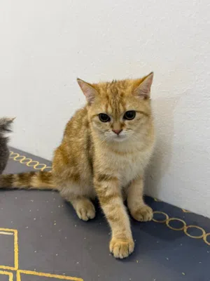 Scottish and British Shorthair female