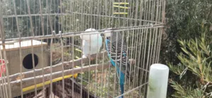 للبيع او للبدل  جوز طيور حب شغالات تحته  ثلث بيض