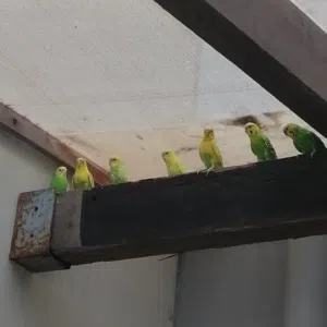 طيور هند للبيع