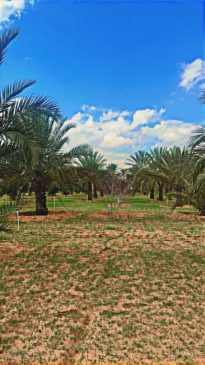 مزرعه للبيع وادي الربيع