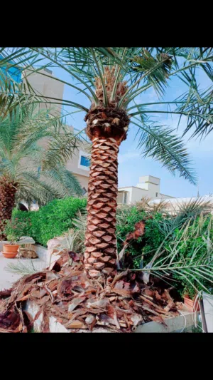 مقاولات زراعيه ابو قاسم