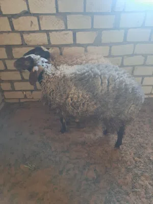نعجه للبيع