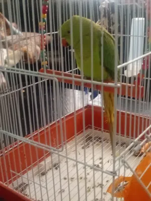 ببغاء درة انثى للبيه ب45 دينار مع القفص