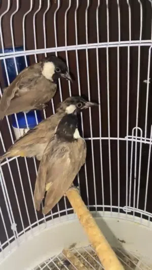 طيور بلايل