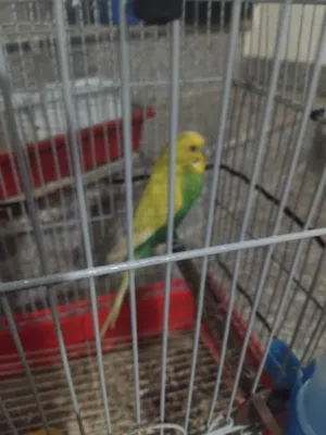 سلام عليكم موجود طيره روز و فحل حب للبيع طلع على الوصف