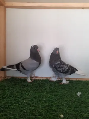 Pigeons2