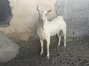 فحل صلالي فل الفل تبارك الرحمن