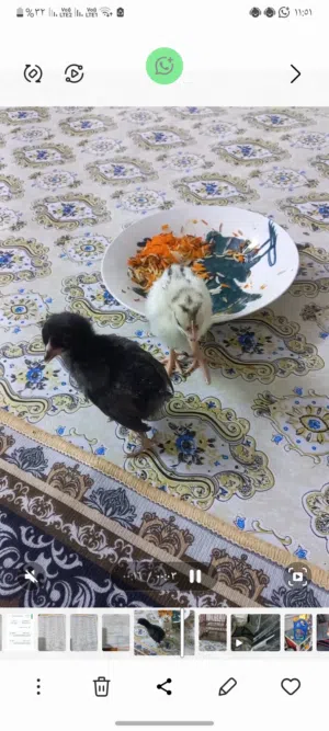 زوج افراخ عرب