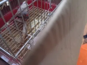 للبيع طيور زيبرا اقرا الوصف