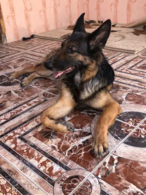 كلبه أنثى لطيفة جدا