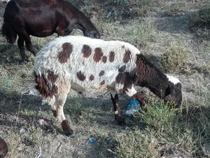 Goats3