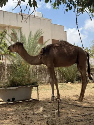 قعود وطني للبيع