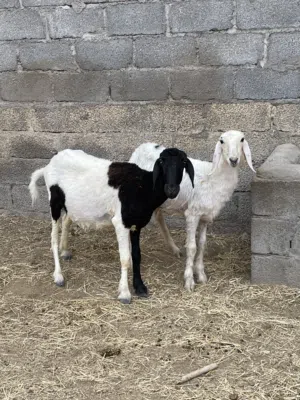 جاعده كشميري وحملة أقراء الوصف