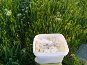 اجبان والبان البركه حمص حي المهاجرين جبنه الغنم الطازجه الصافيه