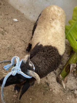 حولي وطني عمره فوق ال6شهور