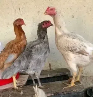 متاح للبيع شلع اعمار 6 اشهر الزوج ب 25 واعمار 3 اشهر الزوج ب 15
