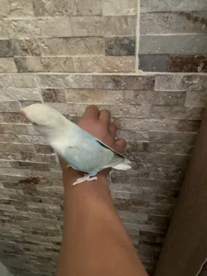 بيغاء روز هدد للبيع