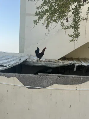 دجاج وحقم للبيع
