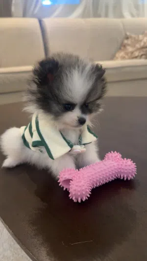 Pomeranian