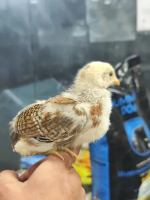 ‏دجاج‏1