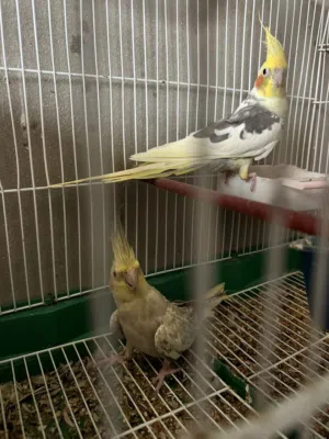 كوبيه كوكتيل مكينه تباركه الله