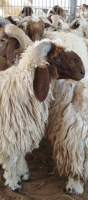 خروف نعیمی