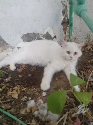 سنوره شيرازيه
