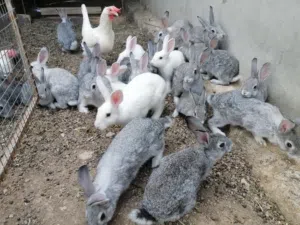 ارانب كبار للبيع بصحه جيده