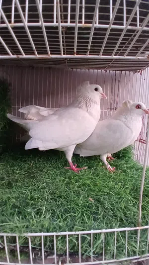 للبيع حمام
