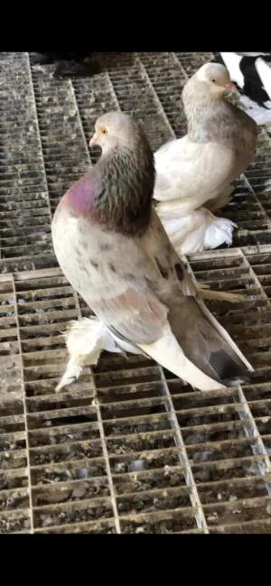 حمام كوبيات للبيع