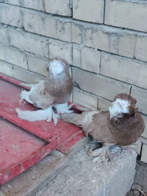 حمام اربيلي زوج