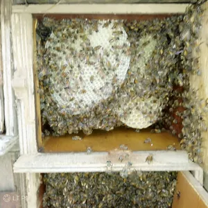 Honey3