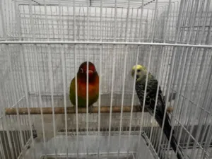 Lovebird for sale