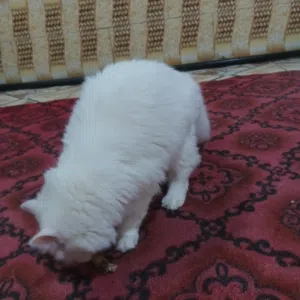 قطط للبيع عدد 3 لون ابيض