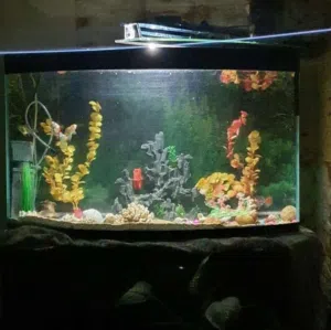 حوض سمك للبيع