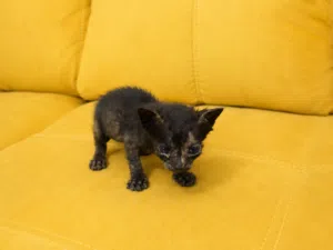 كتنز للتبنيKittens for Adoption