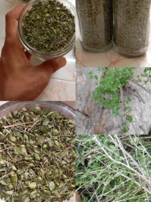سعتر عماني