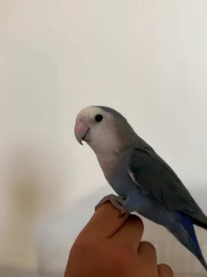 لوفبيرد للبيع اليف جدا